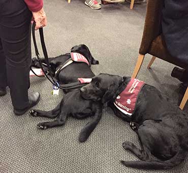 Hearing dog puppies, Cooper and Hedley