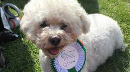 Alfie at the Stoke Poges dog show
