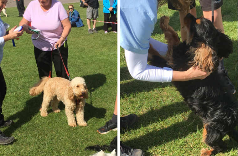 Photos from the Stoke Poges Dog Show, in aid of Hearing Dogs for Deaf People